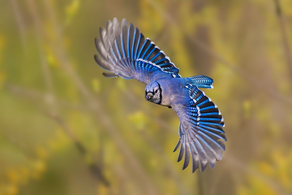 Blue jay flying art print by Adam Jones for $57.95 CAD