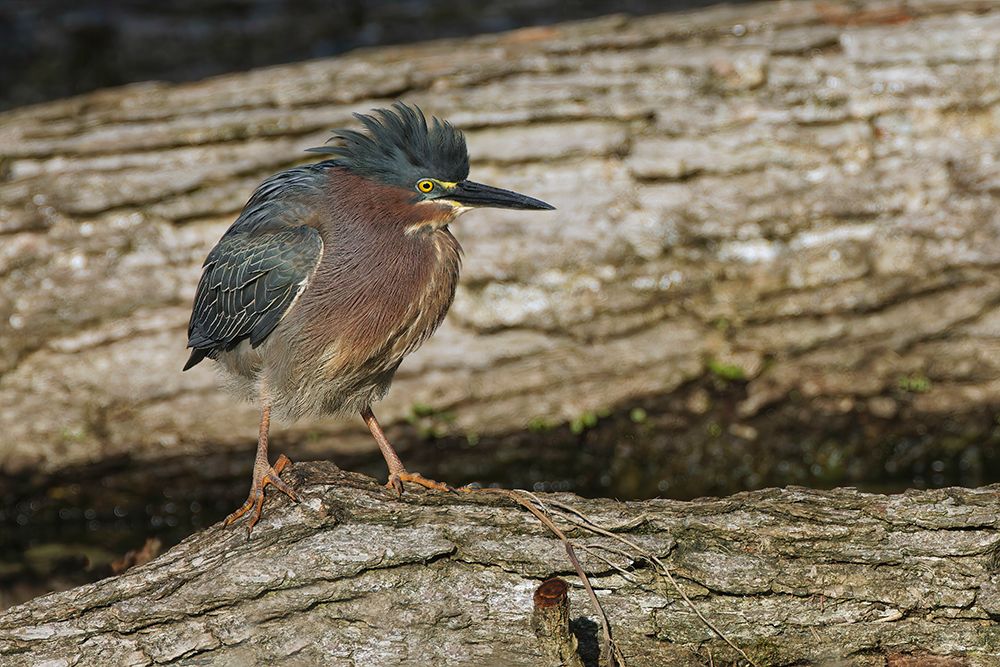 Green heron art print by Adam Jones for $57.95 CAD