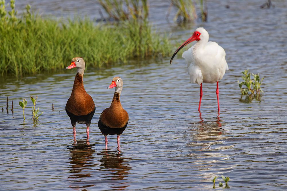 Pair of Black-bellied whistling ducks and White ibis-South Padre Island art print by Adam Jones for $57.95 CAD