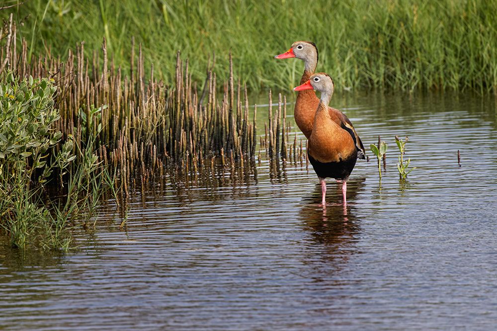 Pair of Black-bellied whistling ducks-South Padre Island art print by Adam Jones for $57.95 CAD