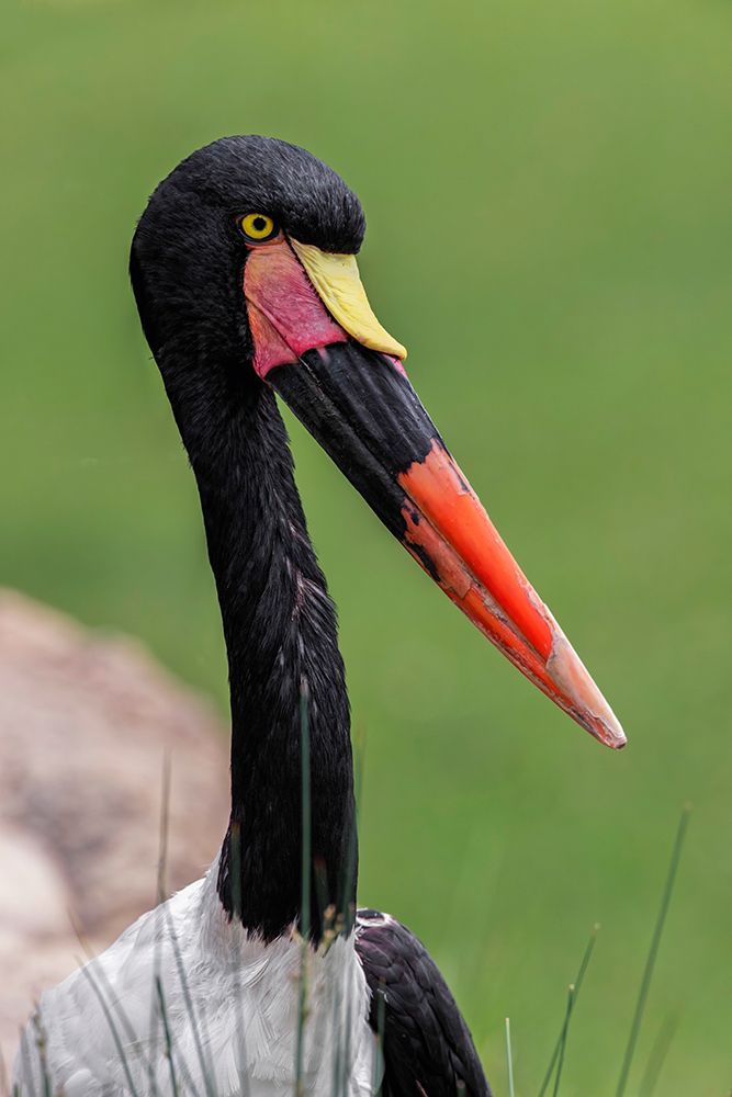 Female Saddle-billed stork art print by Adam Jones for $57.95 CAD