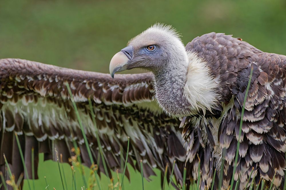 Ruppels griffon vulture-Critically endangered species art print by Adam Jones for $57.95 CAD