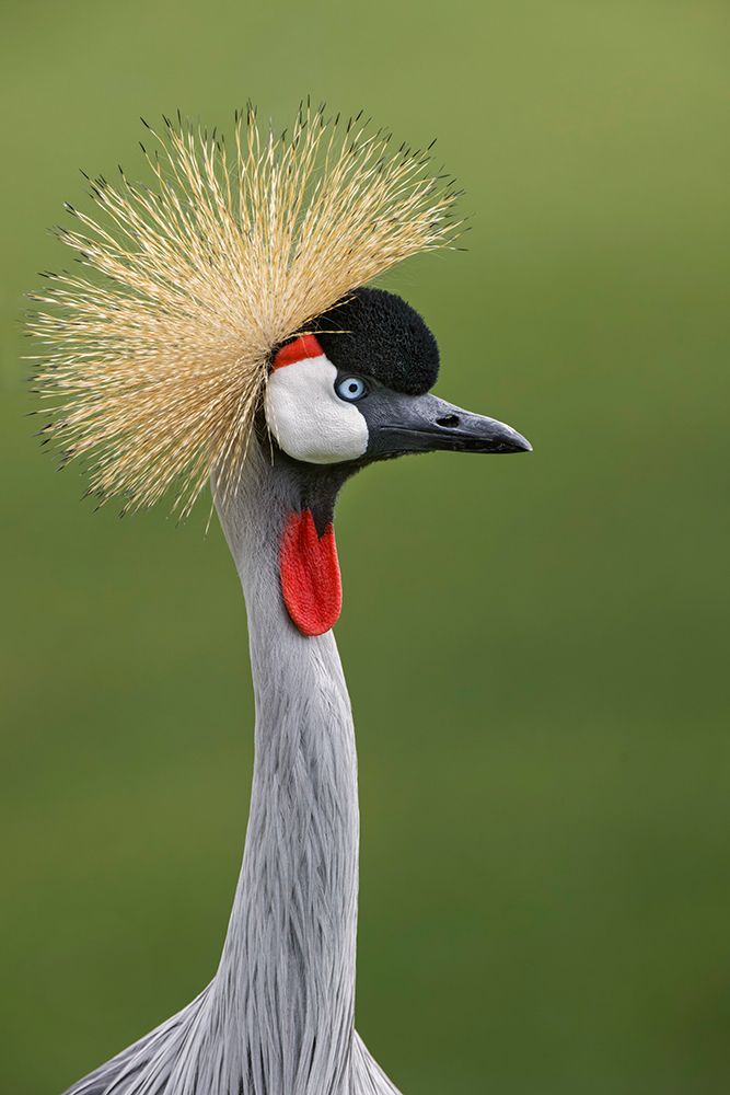 African crowned crane art print by Adam Jones for $57.95 CAD