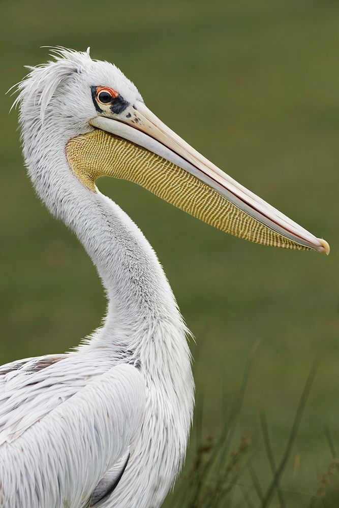 Pink-backed Pelican art print by Adam Jones for $57.95 CAD