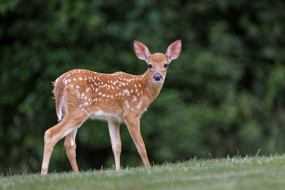 Very young white-tailed deer fawn art print by Adam Jones for $57.95 CAD