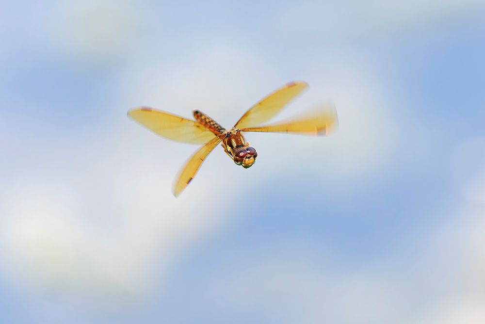 Band-winged meadowhawk flying art print by Adam Jones for $57.95 CAD