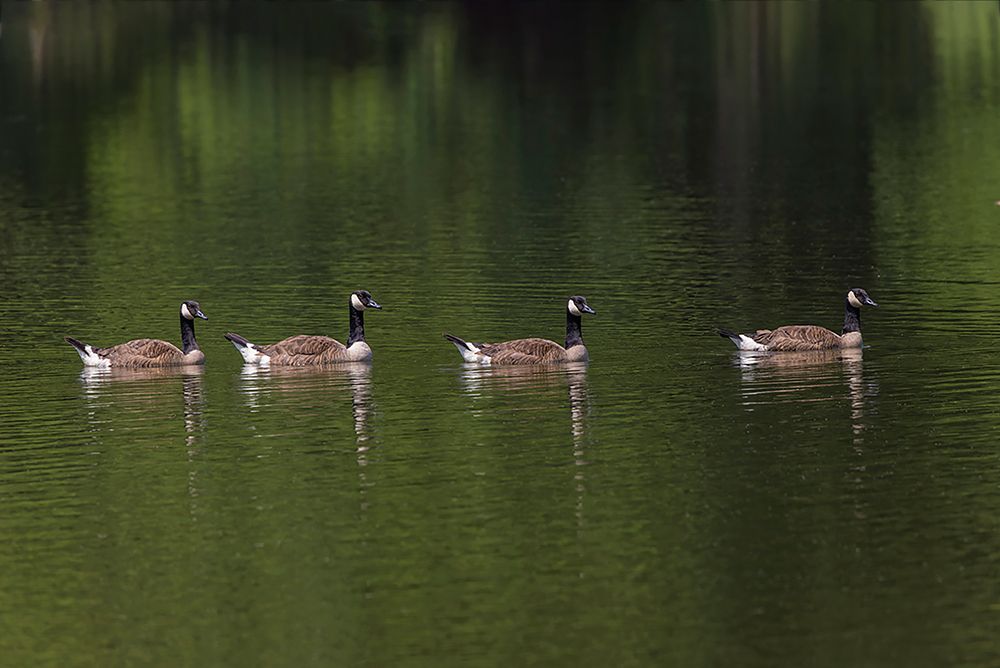 Canada geese swimming together art print by Adam Jones for $57.95 CAD