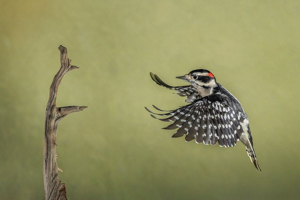Downy woodpecker flying art print by Adam Jones for $57.95 CAD