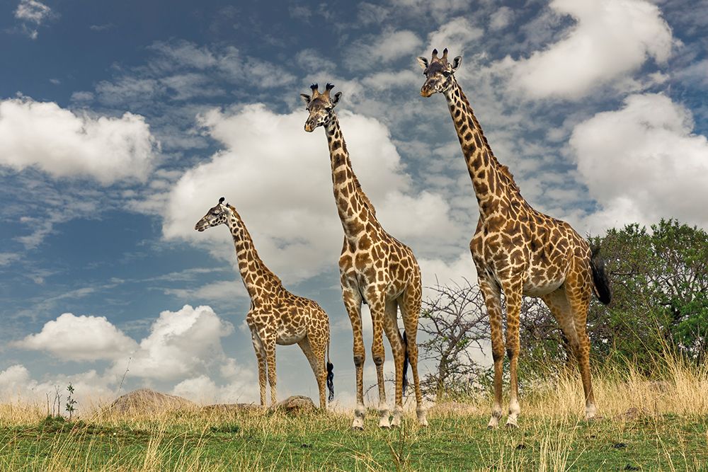 Three Masai Giraffe art print by Adam Jones for $57.95 CAD