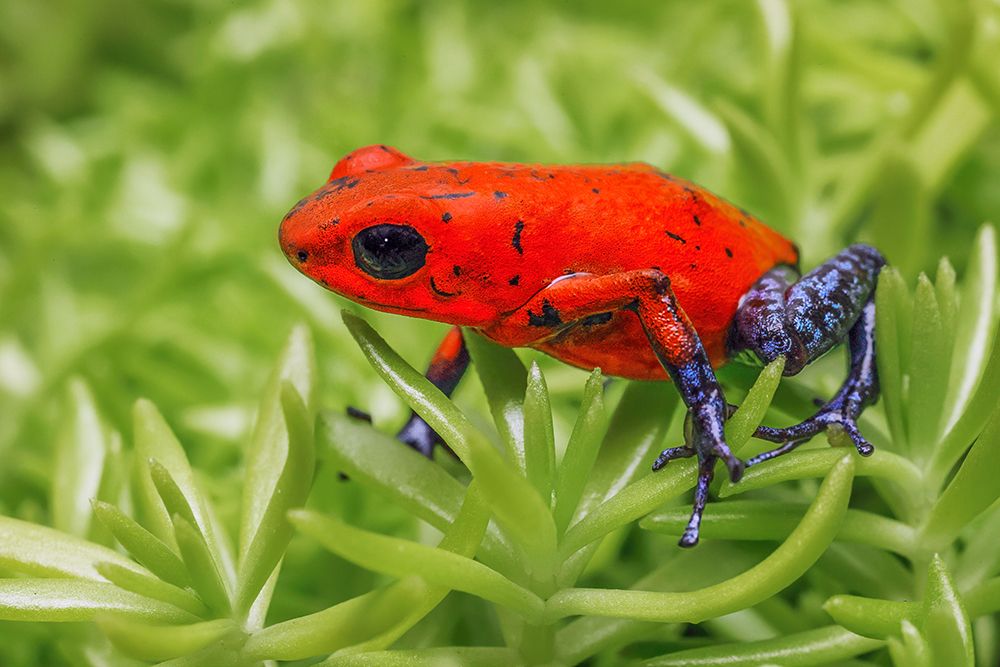 Blue-jeans frog-Strawberry poison dart frog art print by Adam Jones for $57.95 CAD
