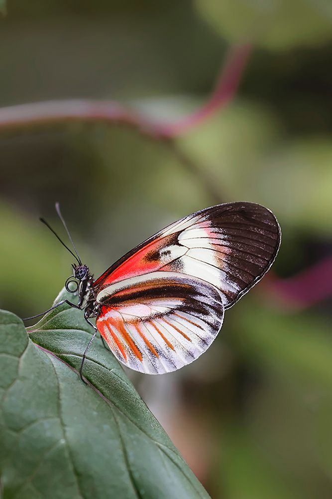 Piano key or Postman butterflies art print by Adam Jones for $57.95 CAD