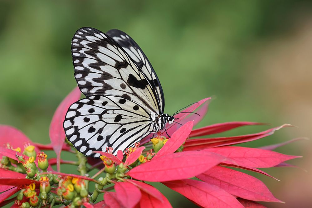 Paper kite or Large tree nymph butterfly art print by Adam Jones for $57.95 CAD