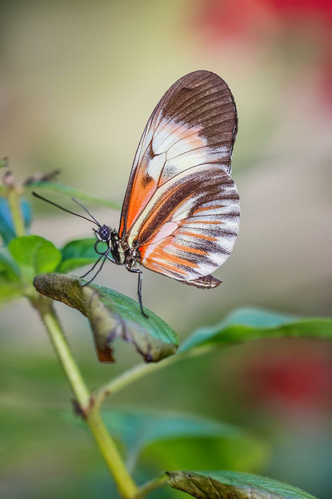 Piano key or Postman butterflies art print by Adam Jones for $57.95 CAD