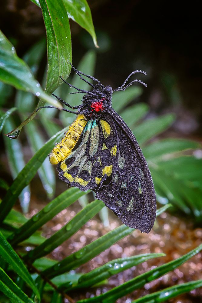 Common green birdwing-Cape York Birdwing art print by Adam Jones for $57.95 CAD