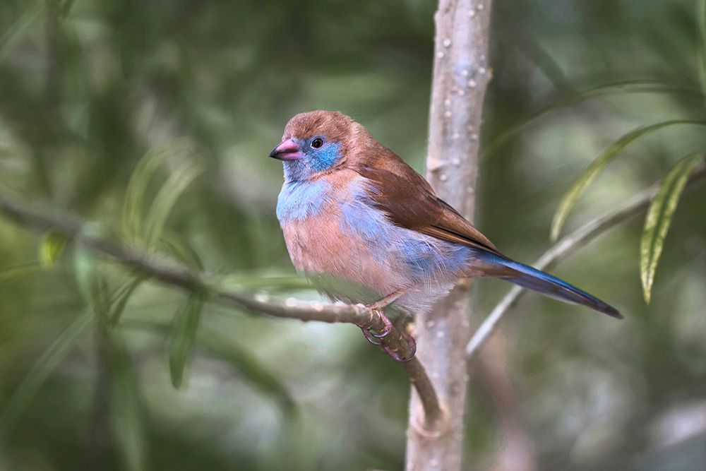 Female Red-cheeked cordon-bleu art print by Adam Jones for $57.95 CAD