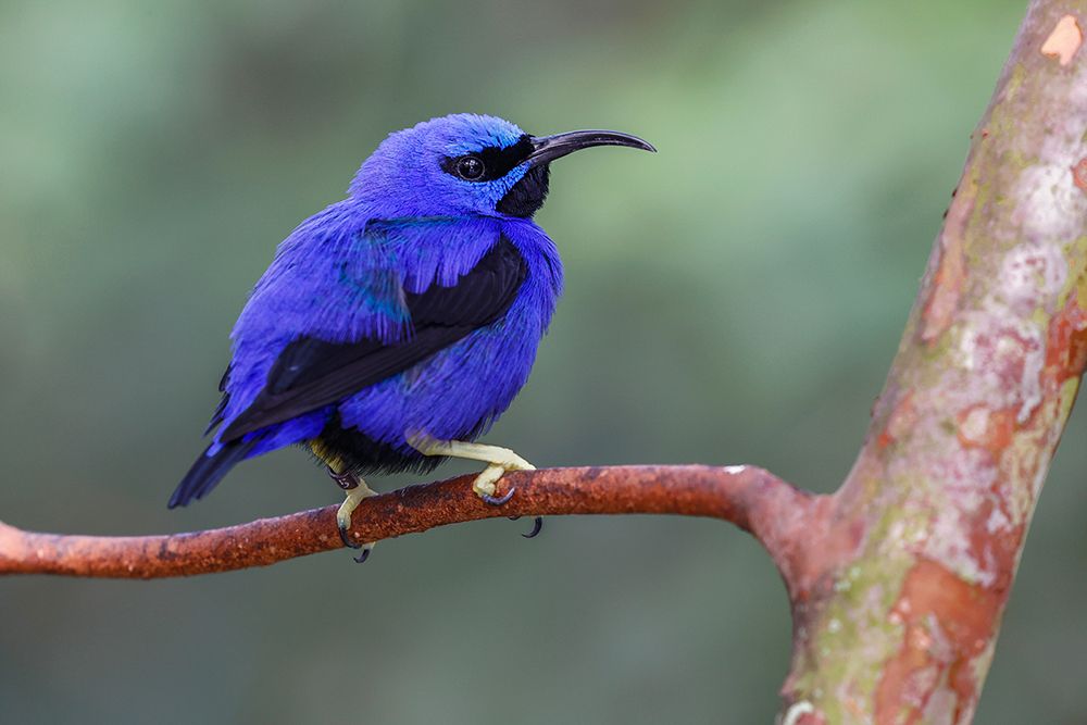 Yellow-legged honeycreeper-native to South America art print by Adam Jones for $57.95 CAD