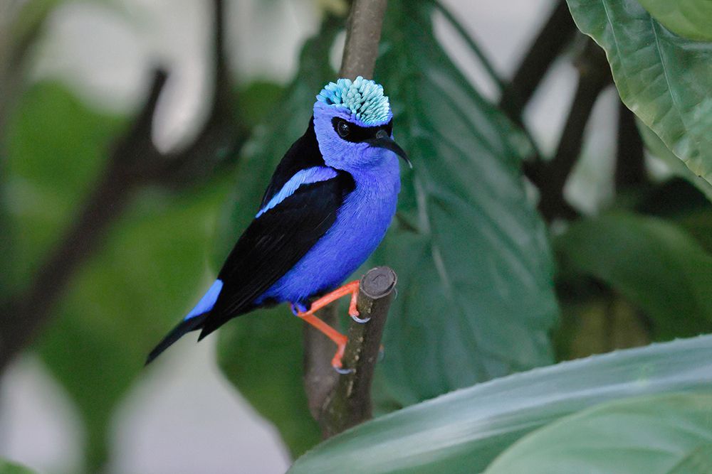 Red-legged honeycreeper art print by Adam Jones for $57.95 CAD