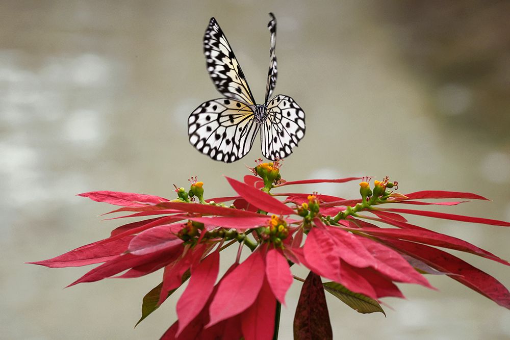 Paper kite or Large tree nymph butterfly flying art print by Adam Jones for $57.95 CAD