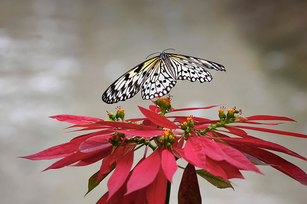 Paper kite or Large tree nymph butterfly flying art print by Adam Jones for $57.95 CAD