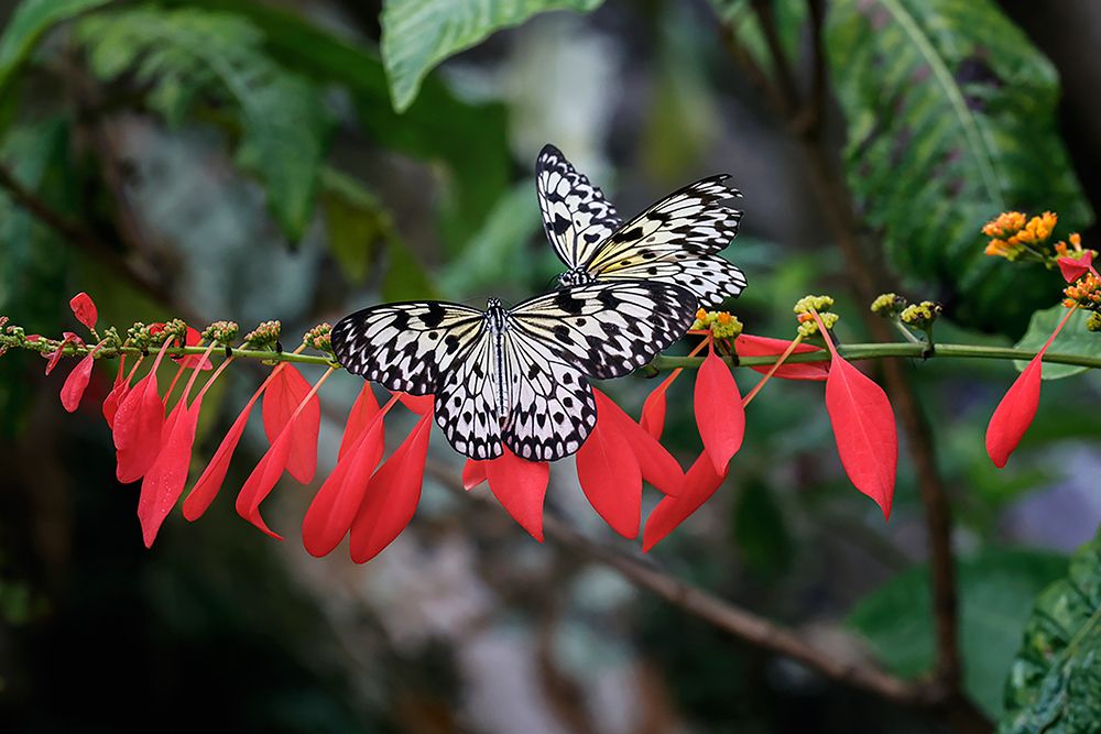 Paper kite or Large tree nymph butterfly flying art print by Adam Jones for $57.95 CAD
