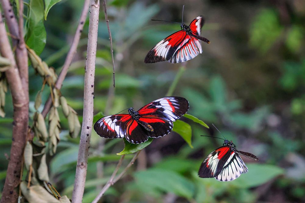 Piano key or Postman butterflies flying art print by Adam Jones for $57.95 CAD