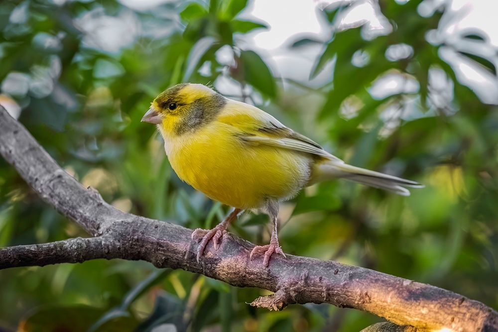 Canary-native to Canary Island art print by Adam Jones for $57.95 CAD