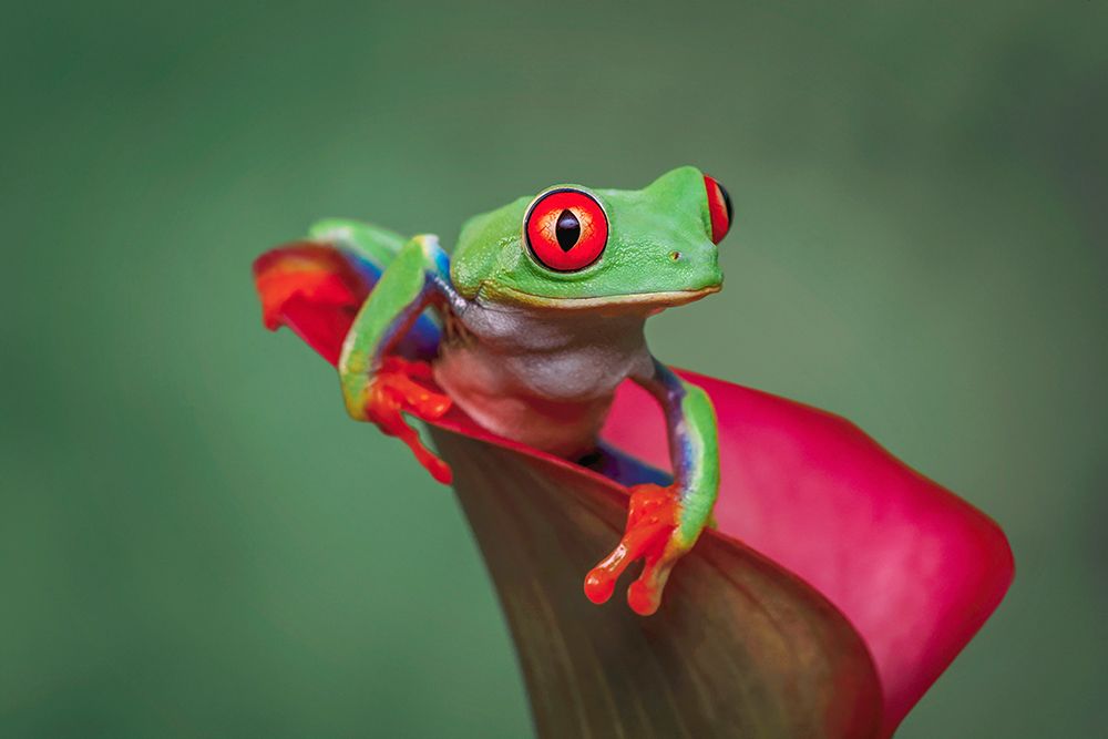 Red-eyed tree frog art print by Adam Jones for $57.95 CAD