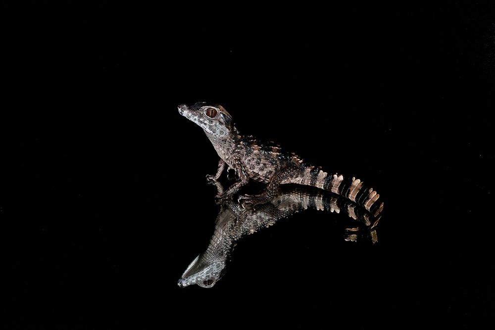 Crocodile Gecko-Moorish Gecko art print by Adam Jones for $57.95 CAD