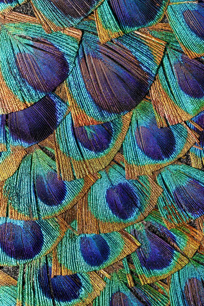 Pattern in peacock feathers art print by Adam Jones for $57.95 CAD