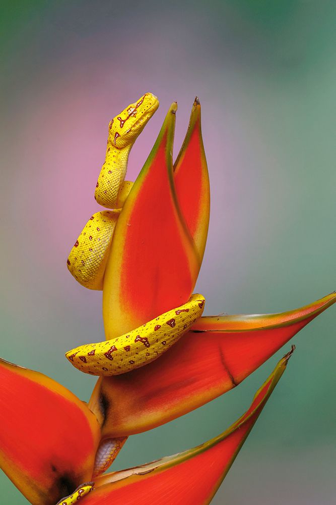 Juvenile Green tree python art print by Adam Jones for $57.95 CAD