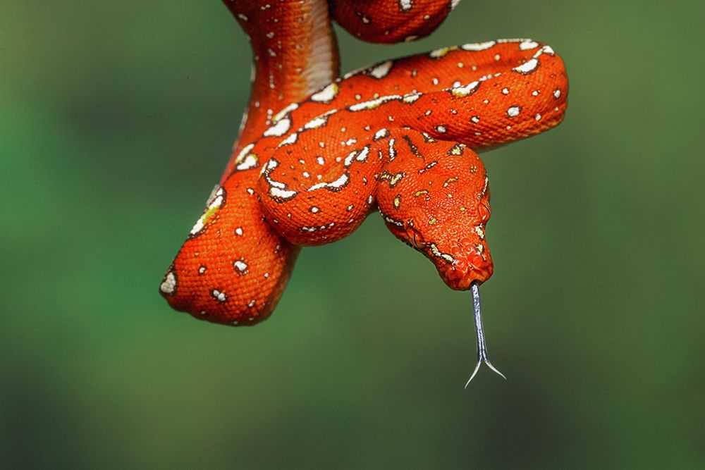 Juvenile Green tree python art print by Adam Jones for $57.95 CAD