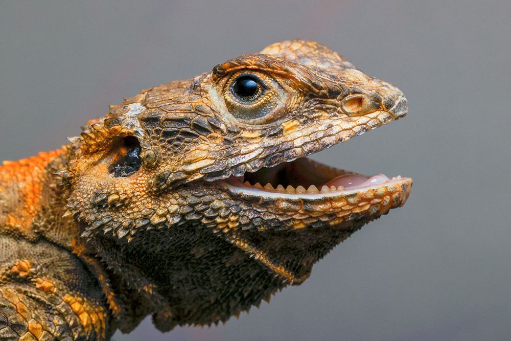Bearded dragon-Pogona, art print by Adam Jones for $57.95 CAD
