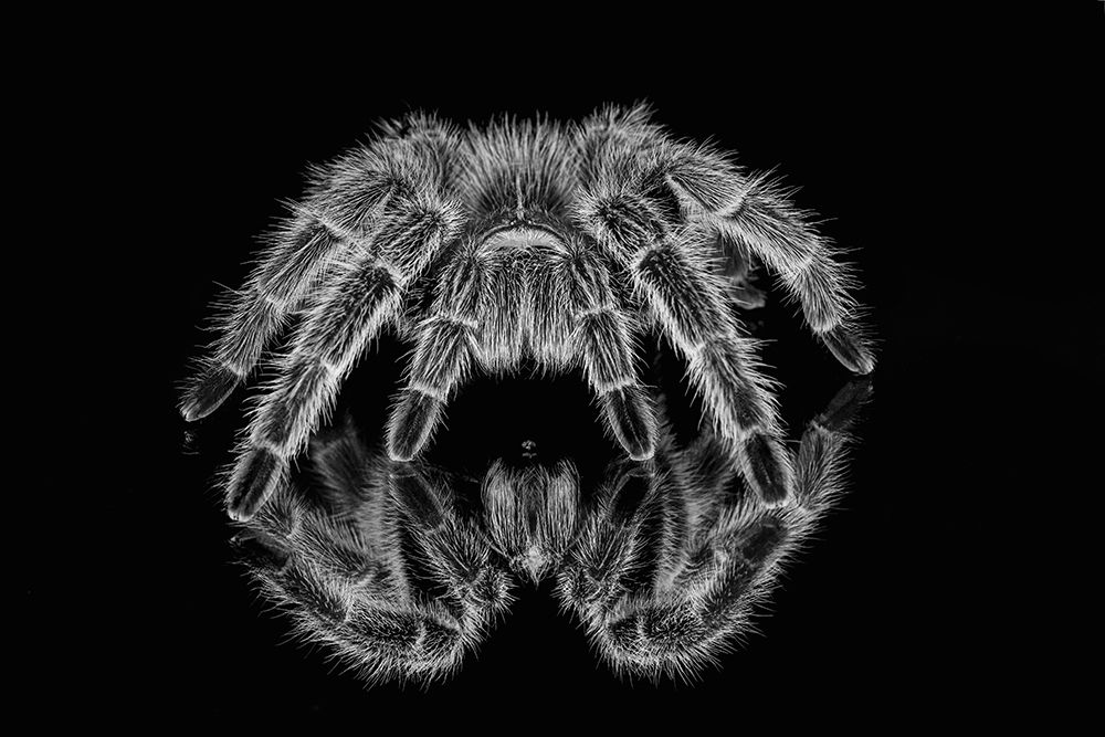Black and white of Mexican redknee tarantula reflected on mirror art print by Adam Jones for $57.95 CAD