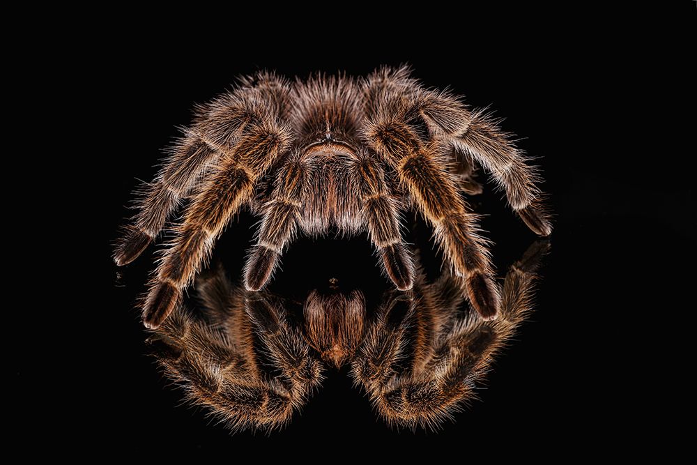 Mexican redknee tarantula reflected on mirror art print by Adam Jones for $57.95 CAD