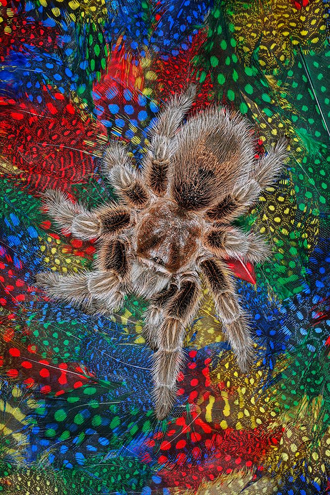 Mexican redknee tarantula on colorful feathers art print by Adam Jones for $57.95 CAD