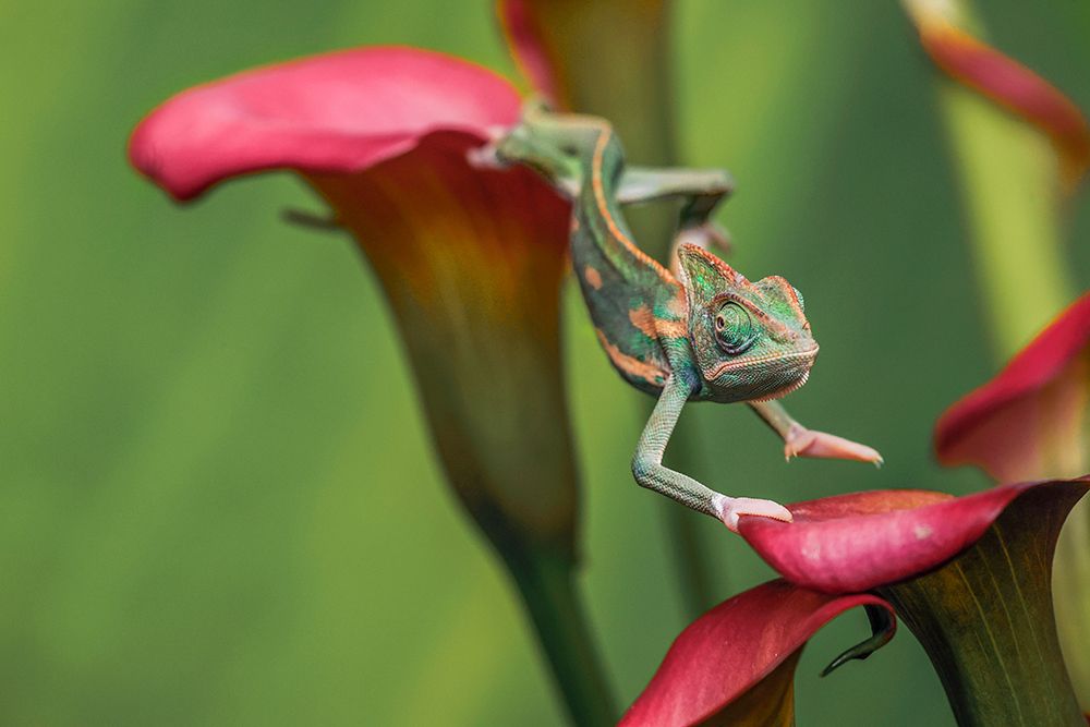 Veiled chameleon art print by Adam Jones for $57.95 CAD