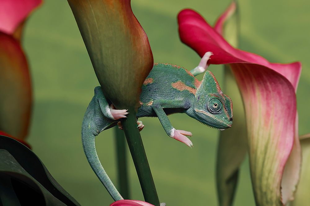 Veiled chameleon art print by Adam Jones for $57.95 CAD
