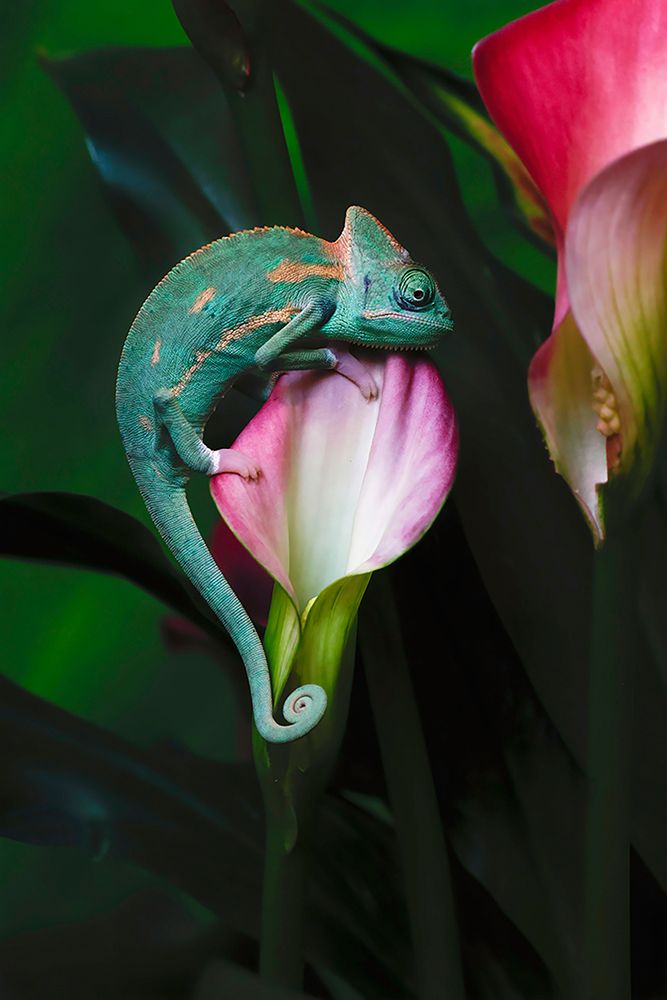 Veiled chameleon art print by Adam Jones for $57.95 CAD