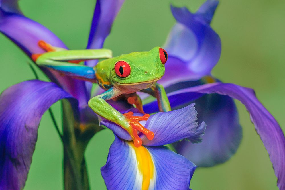 Red-eyed tree frog climbing on iris flower art print by Adam Jones for $57.95 CAD