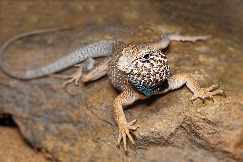 Common collared lizard. art print by Adam Jones for $57.95 CAD