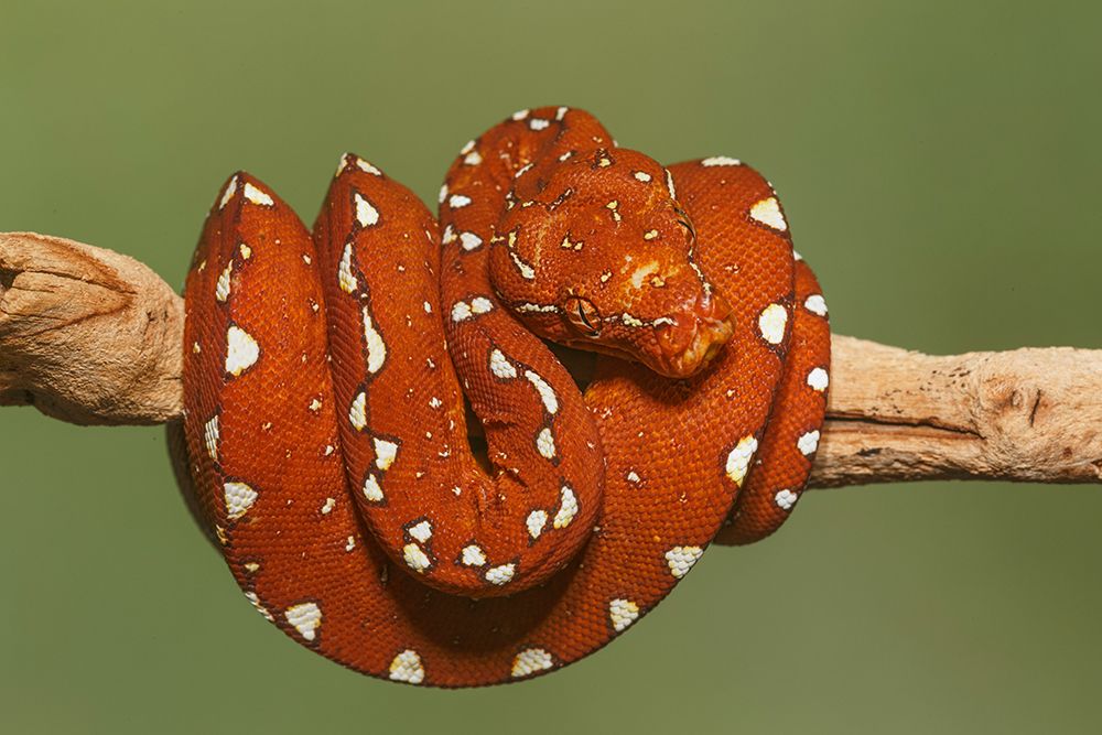 Red morph of green tree python. art print by Adam Jones for $57.95 CAD