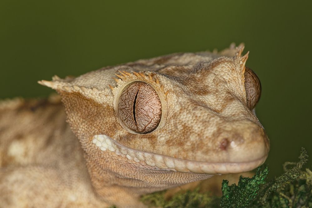 Crested gecko, native to New Caledonia. art print by Adam Jones for $57.95 CAD
