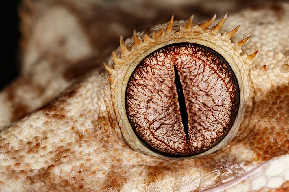 Crested gecko eyeball close-up, native to New Caledonia. art print by Adam Jones for $57.95 CAD
