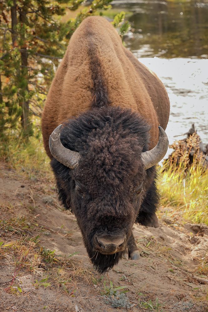 Bison just off the trail along Firehole River, Upper Geyser Basin, Yellowstone National Park. art print by Adam Jones for $57.95 CAD