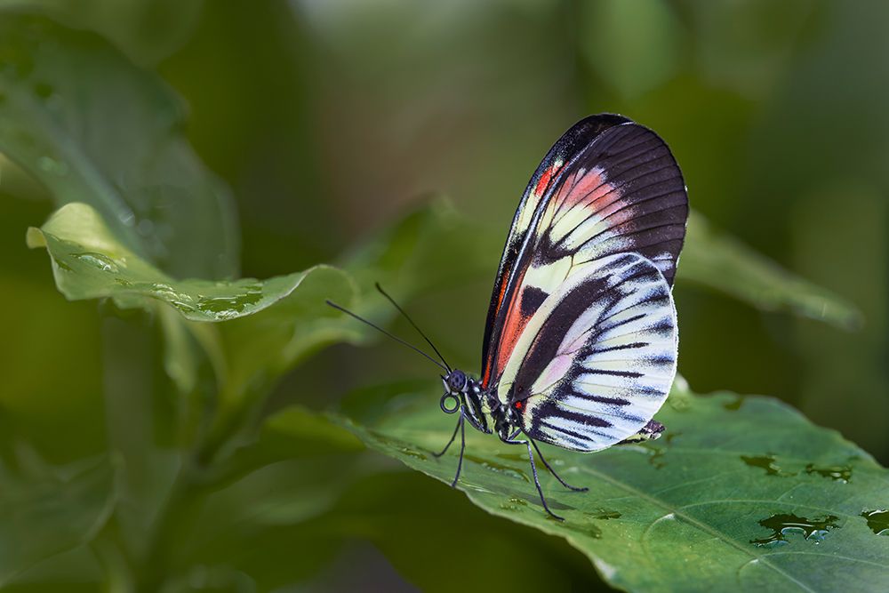 Piano key or Postman butterfly. art print by Adam Jones for $57.95 CAD