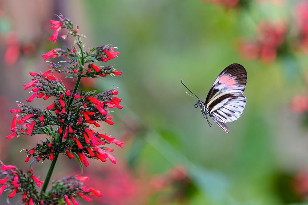 Piano key or Postman butterfly in flight. art print by Adam Jones for $57.95 CAD