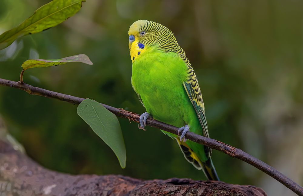 Budgie or common parakeet, native to Australia art print by Adam Jones for $57.95 CAD