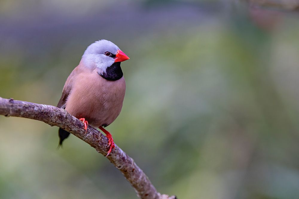 Long-tailed finch, native to northern Australia art print by Adam Jones for $57.95 CAD
