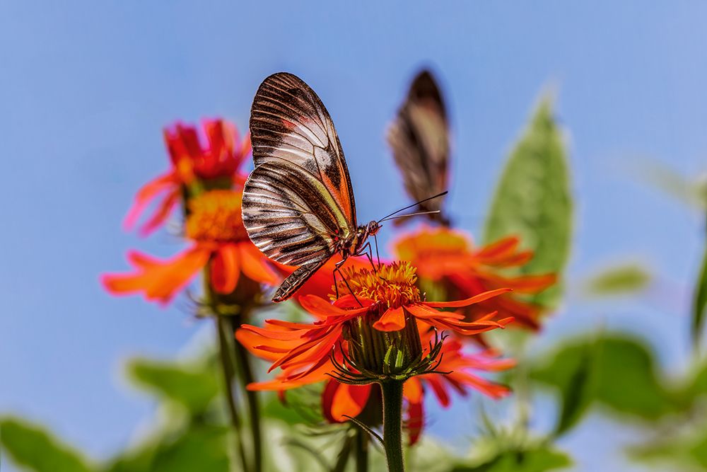 Piano key or Postman butterfly. art print by Adam Jones for $57.95 CAD