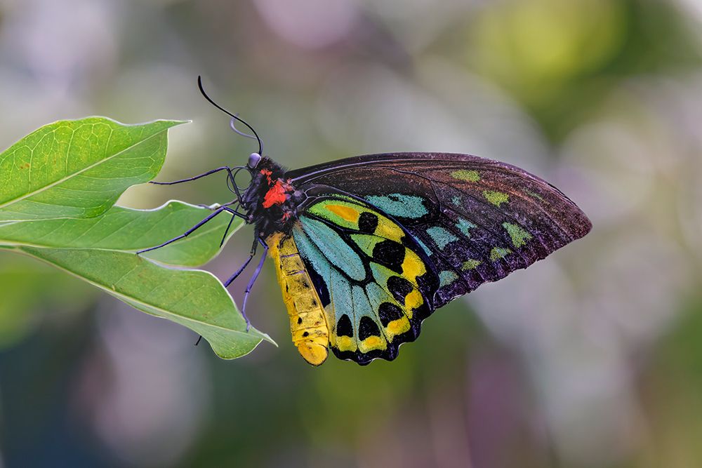 Common green birdwing or Cape York Birdwing. art print by Adam Jones for $57.95 CAD